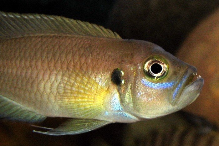 Neolamprologus brevis 'Ikola'